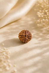 4 Mukhi Rudraksha