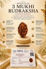 3 Mukhi Rudraksha