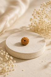 9 Mukhi Rudraksha