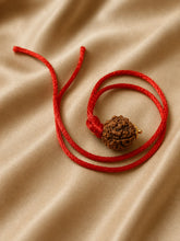 Rudraksha 4 Mukhi (Nepal)