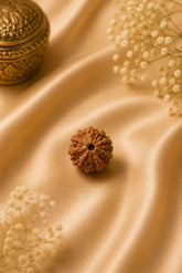 8 Mukhi Rudraksha