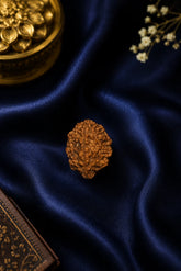 2 Mukhi Rudraksha