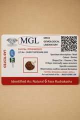 Rudraksha 6 Mukhi (Nepal)