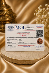 5 Mukhi Rudraksha