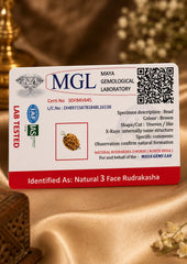 Rudraksha 3 Mukhi (North India)