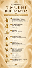7 Mukhi Rudraksha