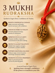Rudraksha 3 Mukhi (North India)
