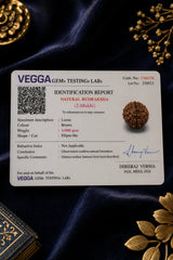 2 Mukhi Rudraksha
