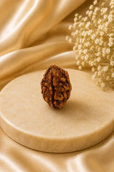 3 Mukhi Rudraksha
