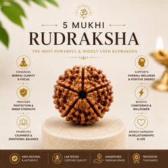 5 Mukhi Rudraksha