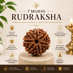 7 Mukhi Rudraksha