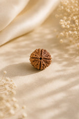 4 Mukhi Rudraksha