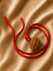 Rudraksha 2 Mukhi (South)