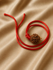 Rudraksha 4 Mukhi (Nepal)
