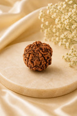6 Mukhi Rudraksha