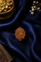 2 Mukhi Rudraksha