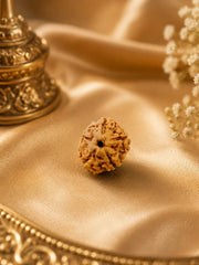 5 Mukhi Rudraksha