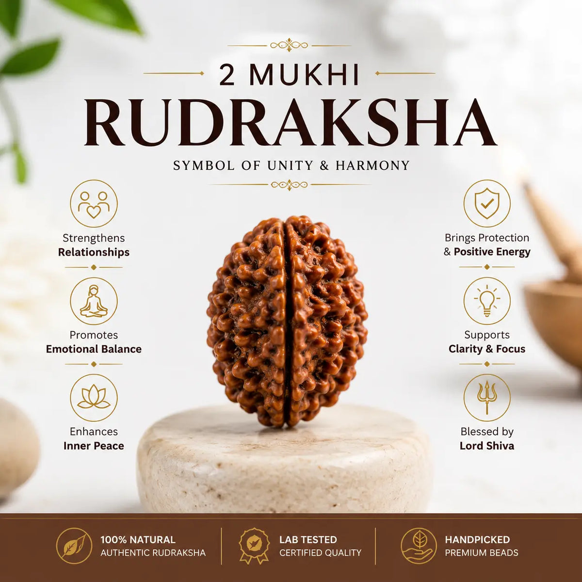 2 Mukhi Rudraksha