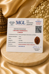 3 Mukhi Rudraksha