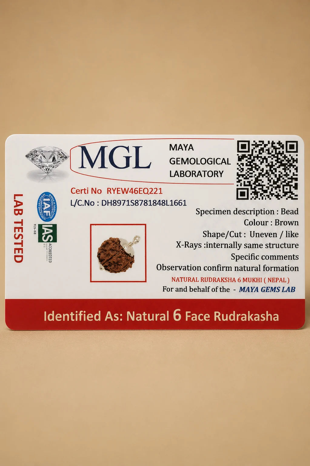 Rudraksha 6 Mukhi (Nepal)