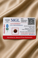 Rudraksha 4 Mukhi (Nepal)