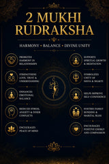 2 Mukhi Rudraksha