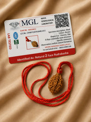 Rudraksha 2 Mukhi (South)