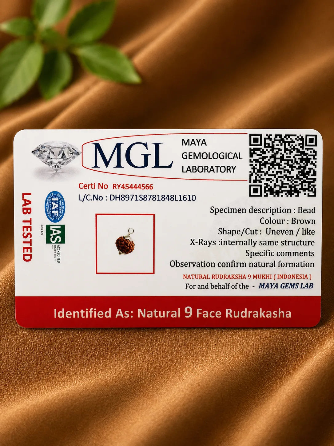 Rudraksha 9 Mukhi (Indonesia)