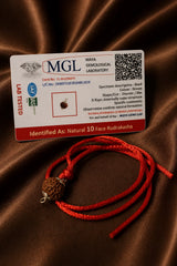 Rudraksha 10 Mukhi (Indonesia)