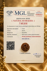 7 Mukhi Rudraksha