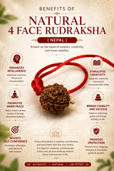 Rudraksha 4 Mukhi (Nepal)