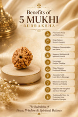 5 Mukhi Rudraksha