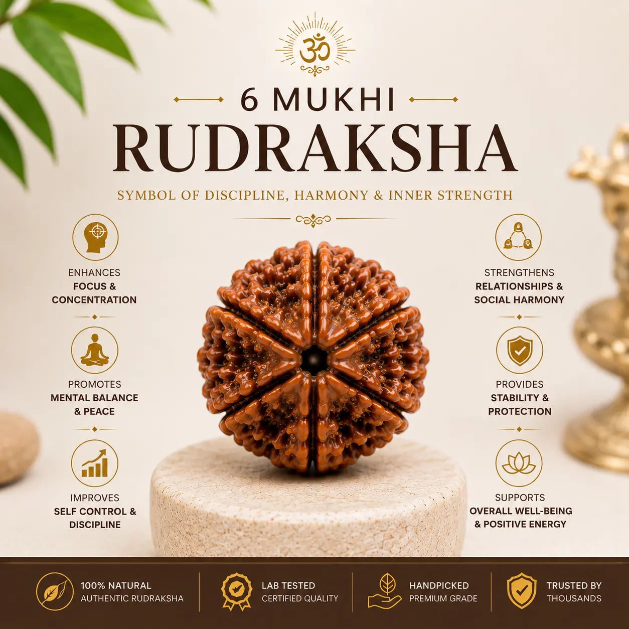 6 Mukhi Rudraksha