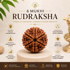 6 Mukhi Rudraksha